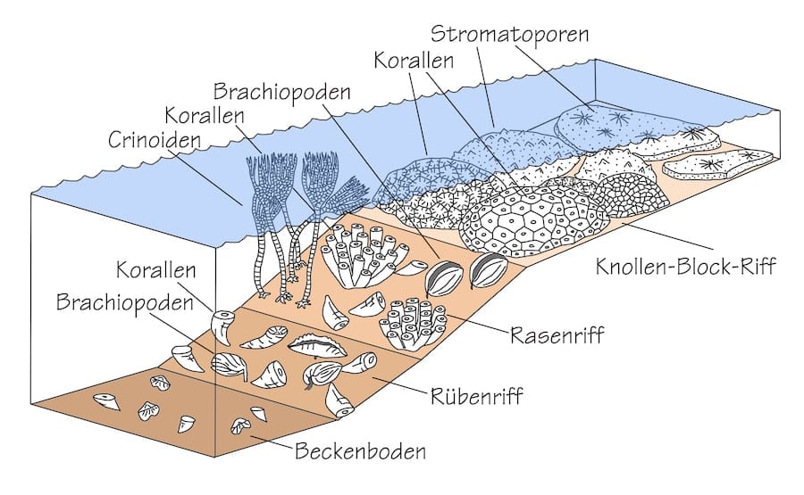 Riffbildende Fossilien der Eifelkalkmulden