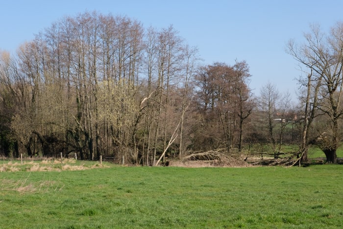  Ufergehölze des Haarbachs 