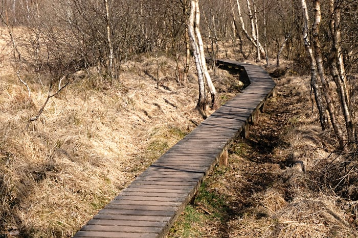  Fußpfad im Paustenbacher Venn 