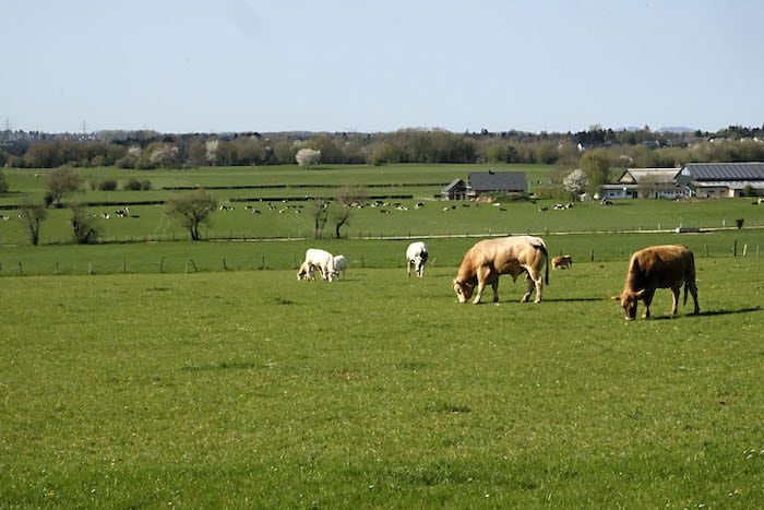  Vennfußfläche westlich Zweifall 